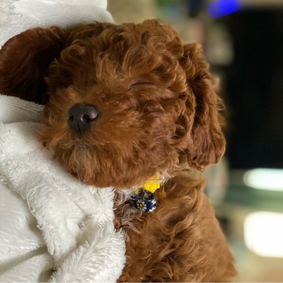 Meet the cute poodles! - Picture 6 of 8